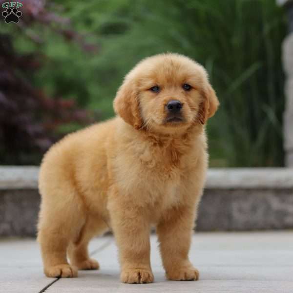 Jesse, Golden Retriever Puppy